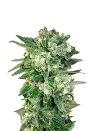 Kaya 47 Auto