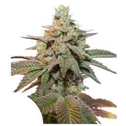 Kerosene Krash Auto