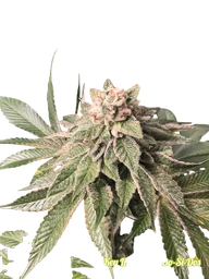 Key Lime Pie x Do-Si-Dos