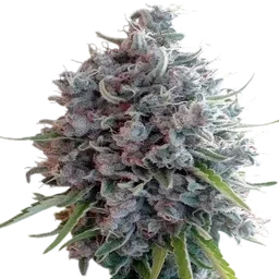 Killer A5 Haze
