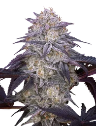 Kings Juice Auto