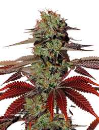 Kings Kush Auto