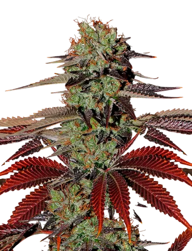 Kings Kush Auto