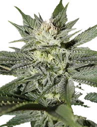 Kings Kush CBD