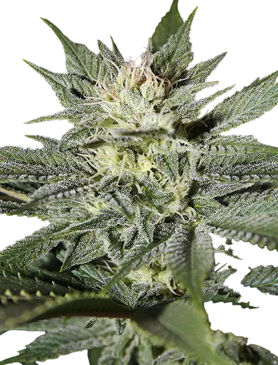 Kings Kush CBD