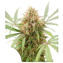 AK Triple Haze Auto