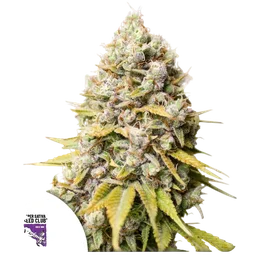 Kosher Haze