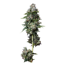 Kosher Kush