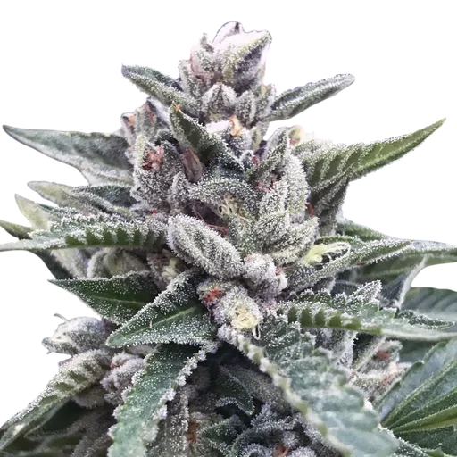 Kosher Sorbet
