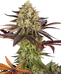 Apple Fritter