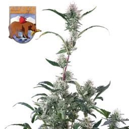 Alaskan Bananaberry Auto