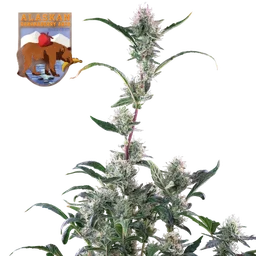Alaskan Bananaberry Auto