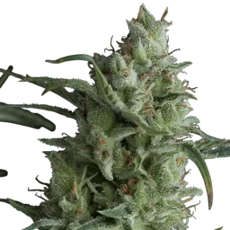 Kryptonite