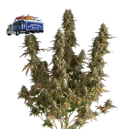 Alaskan Diesel Auto