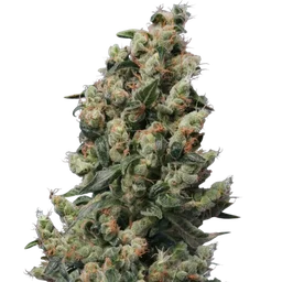 Kushage