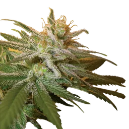 Kushberry