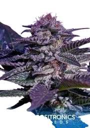 Kush Express Auto
