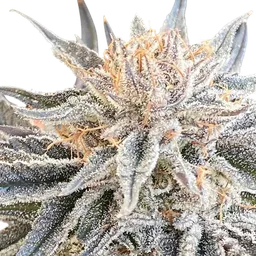 Alaskan Do-Si-Dos