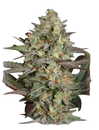 Kush Mass