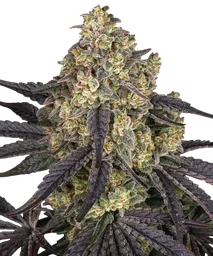 Kush Mintz