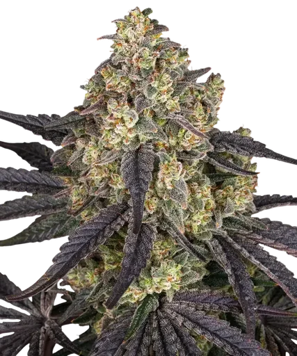 Kush Mintz
