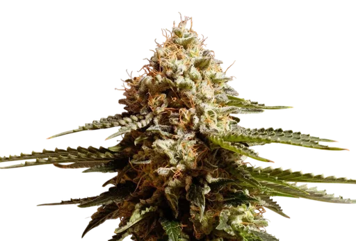 La Blanca