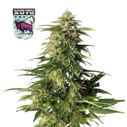 Alaskan Purple Auto