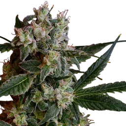Laotian OG