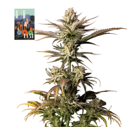 L.A. Peyote Kush