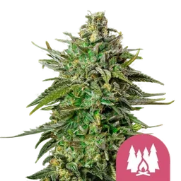 Larry OG