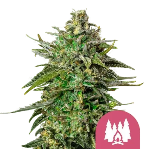 Larry OG