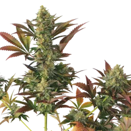 Larrys Lemon OG