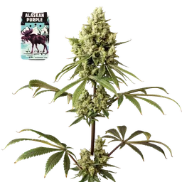 Alaskan Purple