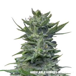 Lavanda Cream