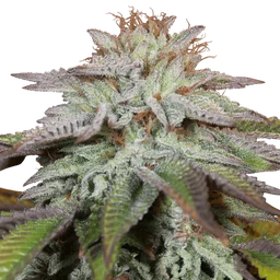 L.A. Vanilla Cake Auto