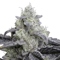 L.A. Vanilla Cake