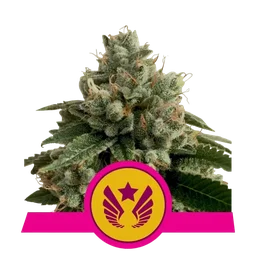 Legendary OG Punch