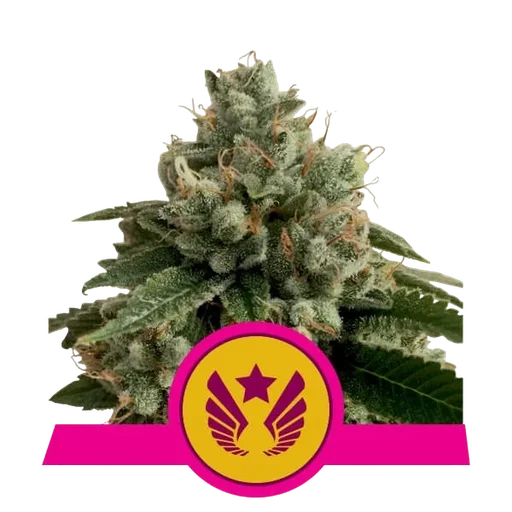 Legendary OG Punch