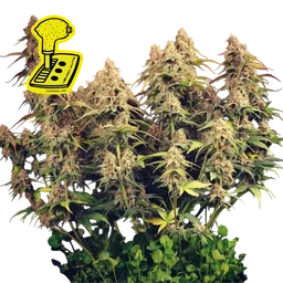 Lemon Auto