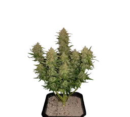 Lemon AK Auto