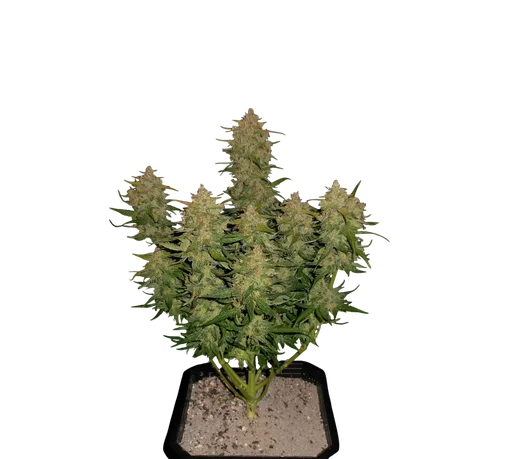 Lemon AK Auto