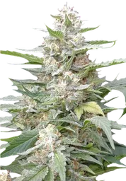 Lemon Amber Kush