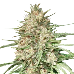 Lemon Bean