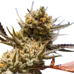 Lemon Berry Candy OG R2