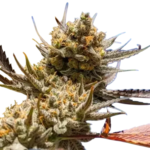 Lemon Berry Candy OG R2