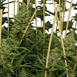 Lemon Bubble