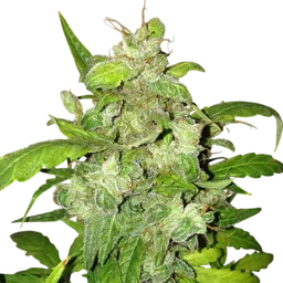 Lemon Bubble Auto