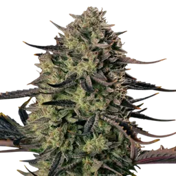 Alien Gas XXL Auto