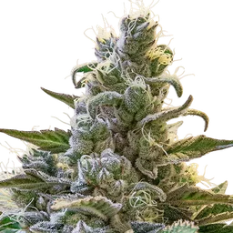 Lemon Cake Auto
