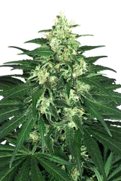 Lemon Candy